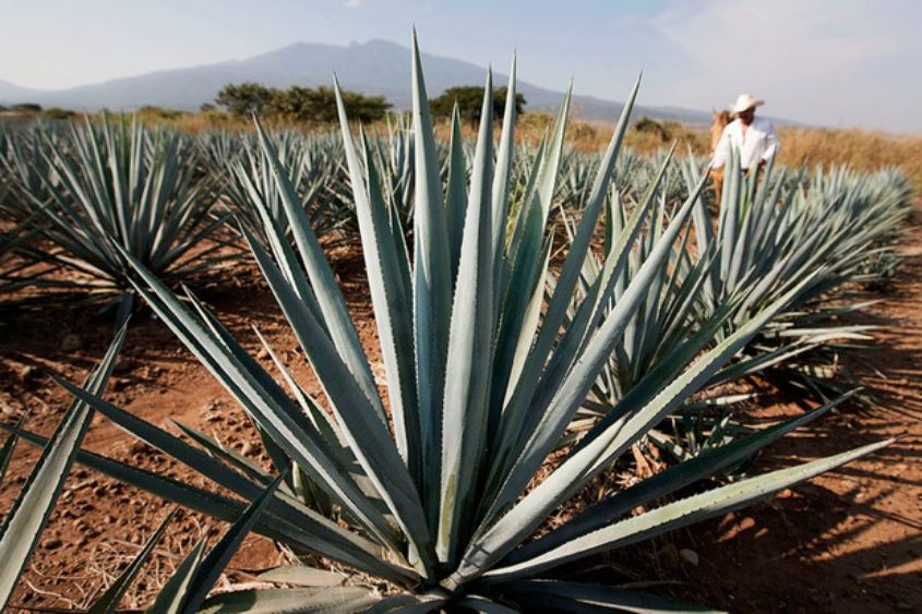 En la reunión en Álamos los productores presentaron los beneficios de la producción del bacanora y el agave