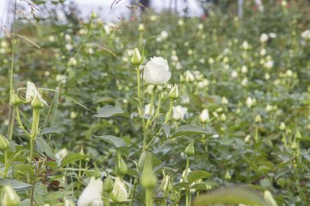 especial_de_produccion_de_rosas_en_el_organal_san_juan_del_rio_pag_8_4.jpeg