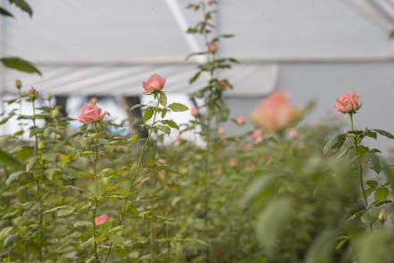 especial_de_produccion_de_rosas_en_el_organal_san_juan_del_rio_pag_8_5.jpeg