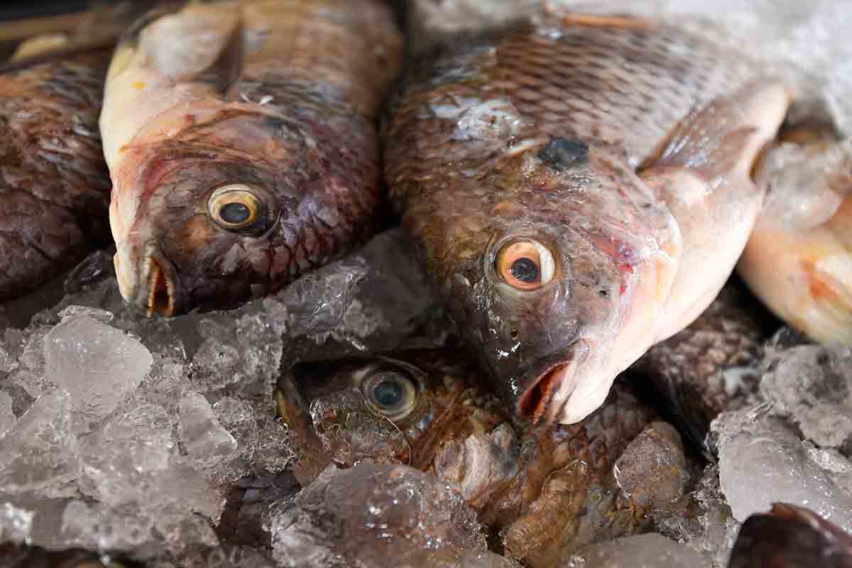 Acuerda Economía con Sader y Conapesca frenar importación de filetes de pescado frescos y refrigerados | La Crónica de Hoy
