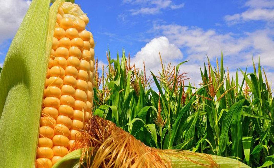 Importaciones de maíz romperán récord en México