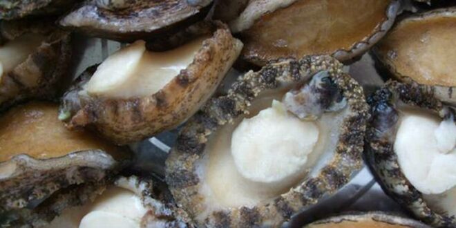 Abalone what is Abalone: The